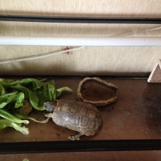 Image pour l'annonce Vends tortue de terre