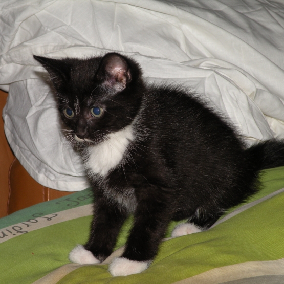 Image pour l'annonce Cherche chaton