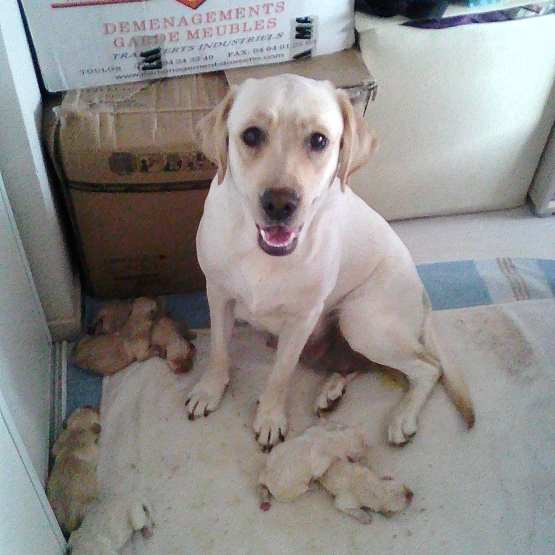 Image pour l'annonce Donne. Chiots type labrador