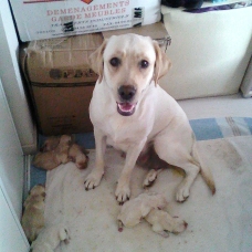 Image pour l'annonce Donne. Chiots type labrador