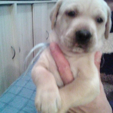 Image pour l'annonce Donne. Chiots type labrador