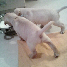 Image pour l'annonce Donne. Chiots type labrador