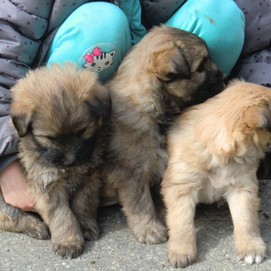Image pour l'annonce A placer, chiots Berger des Pyrénées