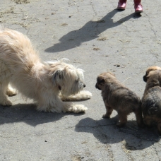 Image pour l'annonce A placer, chiots Berger des Pyrénées