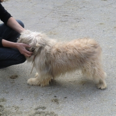 Image pour l'annonce A placer, chiots Berger des Pyrénées