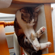 Image pour l'annonce Garde vos animaux