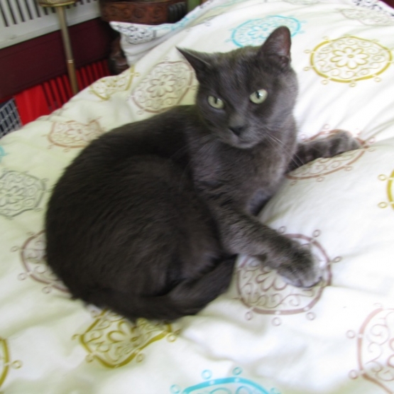Image pour l'annonce A adopter : YANKEE, européen type chartreux bleu, 10 ans 1/2, M