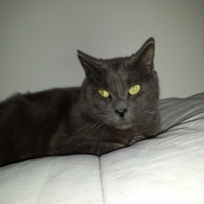 Image pour l'annonce A adopter : YANKEE, européen type chartreux bleu, 10 ans 1/2, M