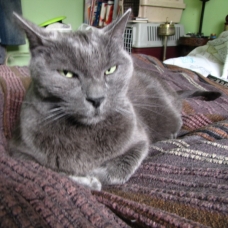 Image pour l'annonce A adopter : TANIA, européen croisé chartreux bleu, 10 ans 1/2, F