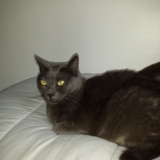 Image pour l'annonce A adopter : TANIA, européen croisé chartreux bleu, 10 ans 1/2, F