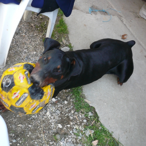 Image pour l'annonce Chienne  Doberman recherche chien Doberman pour saillie :
