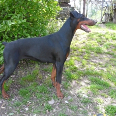 Image pour l'annonce Chienne  Doberman recherche chien Doberman pour saillie :