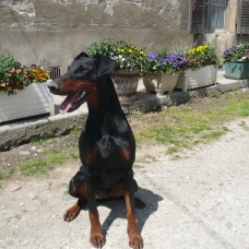Image pour l'annonce Chienne  Doberman recherche chien Doberman pour saillie :