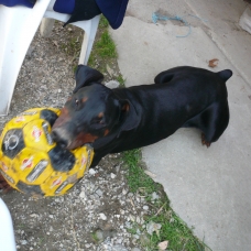 Image pour l'annonce Chienne  Doberman recherche chien Doberman pour saillie :