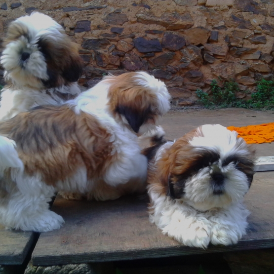 Image pour l'annonce adorables shih tzu