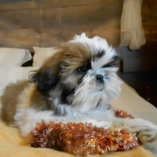 Image pour l'annonce adorables shih tzu