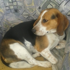 Image pour l'annonce Chienne Beagle