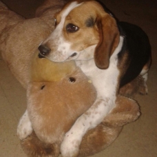 Image pour l'annonce Chienne Beagle
