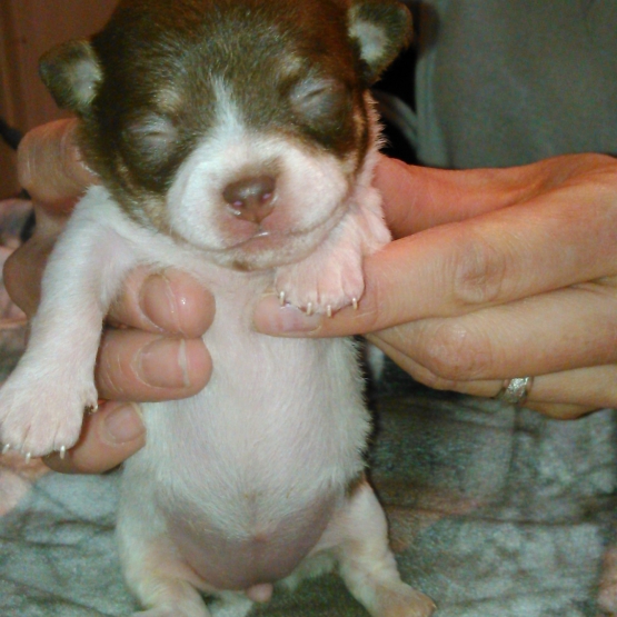 Image pour l'annonce A réserver chiots CHIHUAHUA