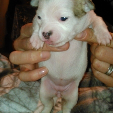 Image pour l'annonce A réserver chiots CHIHUAHUA