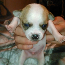 Image pour l'annonce A réserver chiots CHIHUAHUA
