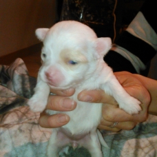 Image pour l'annonce A réserver chiots CHIHUAHUA