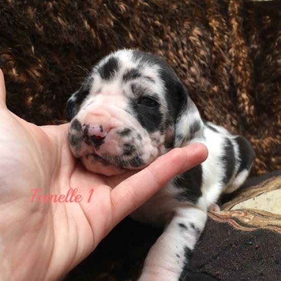 Image pour l'annonce 4 chiots  femelles  Dogue allemand inscrit au lof