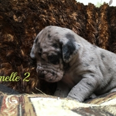 Image pour l'annonce 4 chiots  femelles  Dogue allemand inscrit au lof