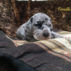 Image pour l'annonce 4 chiots  femelles  Dogue allemand inscrit au lof