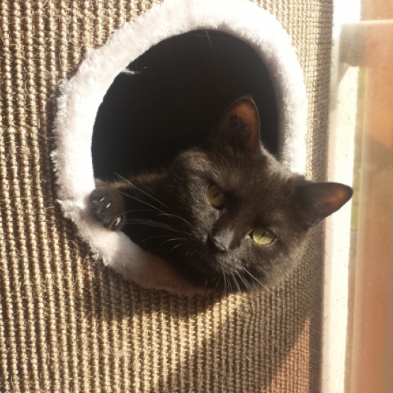 Image pour l'annonce A adopter : [SAUVETAGE] DANETTE, européenne noire, 3 ans, F