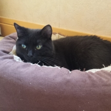 Image pour l'annonce A adopter : [SAUVETAGE] DANETTE, européenne noire, 3 ans, F