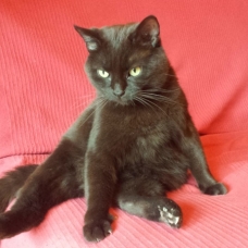 Image pour l'annonce A adopter : [SAUVETAGE] DANETTE, européenne noire, 3 ans, F