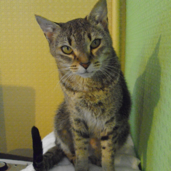 Image pour l'annonce A adopter : CHOUQUETTE, européenne brun tabby, 5 ans, F