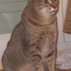 Image pour l'annonce A adopter : CHOUQUETTE, européenne brun tabby, 5 ans, F