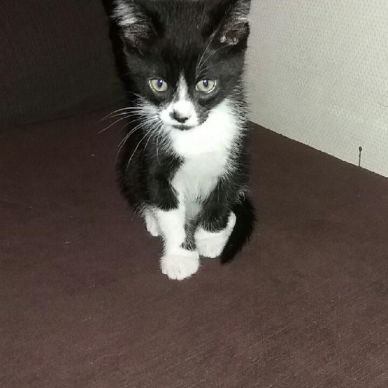 Image pour l'annonce Don chaton