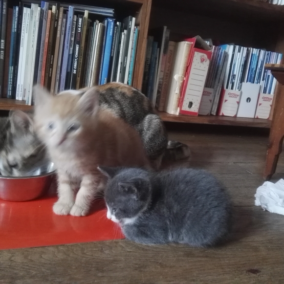 Image pour l'annonce donne chaton 8 semaines