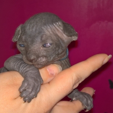 Image pour l'annonce vends chatons sphynx loof