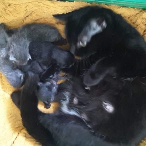 Image pour l'annonce donne chatons