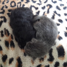 Image pour l'annonce donne chatons