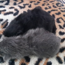 Image pour l'annonce donne chatons