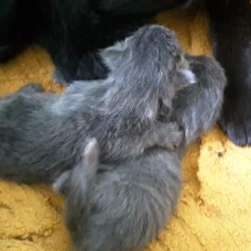 Image pour l'annonce donne chatons