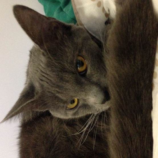 Image pour l'annonce Don petit chat gris