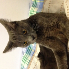 Image pour l'annonce Don petit chat gris