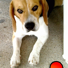 Image pour l'annonce Cherche femelle beagle pour saillie