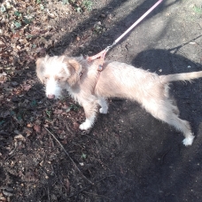 Image pour l'annonce donne petite chienne genre fox terrier