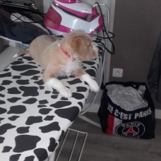 Image pour l'annonce donne petite chienne genre fox terrier