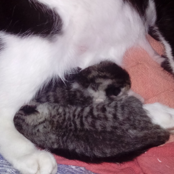 Image pour l'annonce donne chatons contre beaucoup d'amour