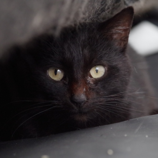 Image pour l'annonce A adopter : TAPENADE, européenne noire, 2 ans, F