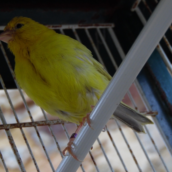 Image pour l'annonce Vends Couple de Canaris
