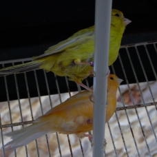 Image pour l'annonce Vends Couple de Canaris